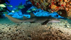 Animals fish Sharks underwater