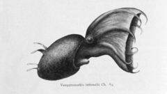 Animals fish sketches