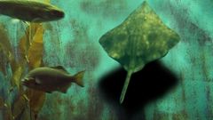 Animals fish stingray