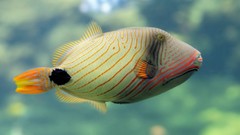 Animals fish tropical underwater