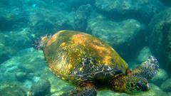 Animals fish turtles sea