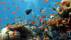 Animals fish underwater