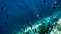 Animals fish underwater