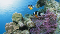 Animals fish underwater