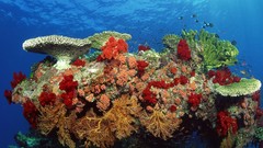 Animals fish underwater