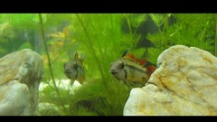 Animals fish underwater