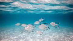 Animals fish underwater