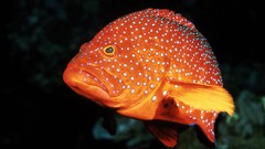 Animals fish underwater