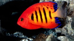 Animals fish underwater