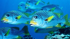 Animals fish underwater