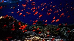 Animals fish underwater