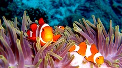 Animals fish underwater clownfish coral reef