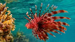 Animals fish underwater lionfish
