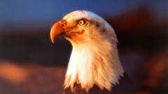 Animals Flags series USA