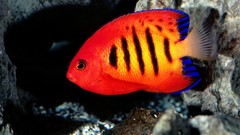 Animals flame fish angelfish