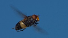 Animals flies