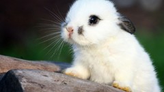 Animals fluffy Bunnies