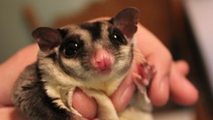 Animals flying big eyes squirrels Sugar Glider