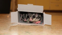 Animals flying big eyes squirrels Sugar Glider