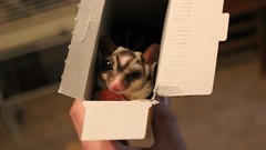 Animals flying big eyes squirrels Sugar Glider