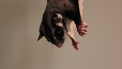 Animals flying big eyes squirrels Sugar Glider