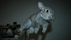 Animals flying Bunnies