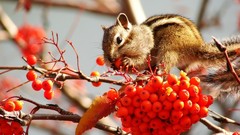 Animals food Berries chipmunks