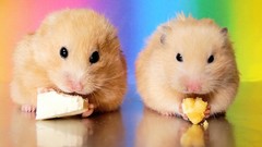 Animals food hamsters black