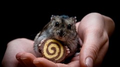 Animals food hands black background hamsters