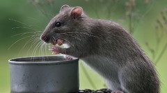 Animals food outdoors black