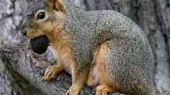 Animals food outdoors squirrels