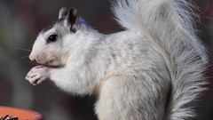 Animals food squirrels