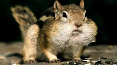 Animals food squirrels chipmunks