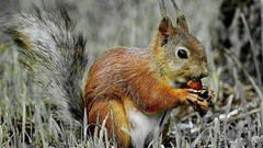 Animals food squirrels nuts