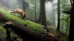 Animals forests foxes