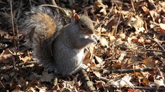 Animals forests squirrels