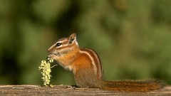 Animals forests squirrels