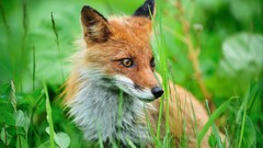 Animals fox grass Mammals Plants