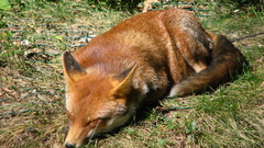 Animals foxes