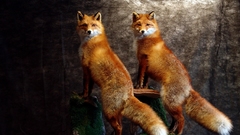 Animals foxes