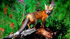 Animals foxes