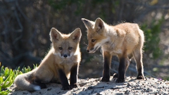 Animals foxes
