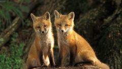Animals foxes