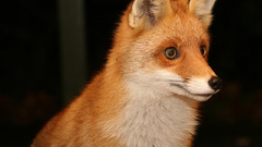 Animals foxes