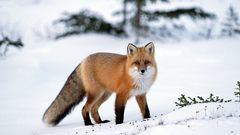 Animals foxes