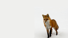 Animals foxes