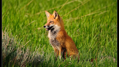 Animals foxes