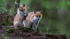 Animals foxes