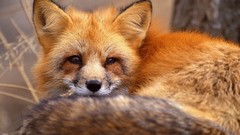 Animals foxes