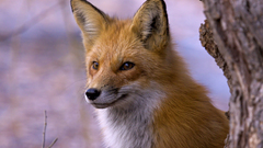 Animals foxes